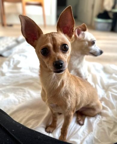 Adopt - Lucky Dog Rescue